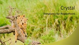  Presentation with lion - Theme with group of lion cubs up background and a yellow colored foreground