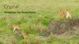  Presentation with lion - Beautiful PPT theme featuring group-of-lion-cubs backdrop and a yellow colored foreground