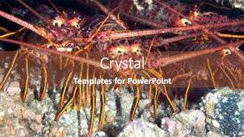  Presentation with group - Theme enhanced with group-of-lobsters-hiding-under background and a tawny brown colored foreground
