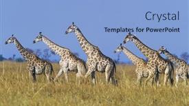  Presentation with savannah - Beautiful presentation theme featuring group-of-maasai-giraffes-giraffa backdrop and a light blue colored foreground