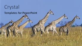  Presentation with savannah - Amazing PPT layouts having group of maasai giraffes giraffa camelopardalus on savannah backdrop and a light blue colored foreground