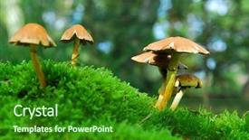  Presentation with magic mushroom - Beautiful presentation theme featuring group of magic mushrooms backdrop and a forest green colored foreground