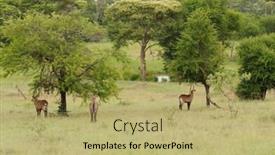  Presentation with scientific - PPT layouts with kutu - group of male waterbuck scientific background and a yellow colored foreground