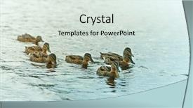  Presentation with animals - PPT theme enhanced with group of mallard ducks background and a sky blue colored foreground