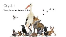  Presentation with animals - Presentation featuring group-of-many-animals background and a white colored foreground
