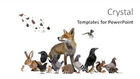 Presentation with animals - Presentation design featuring group-of-many-animals background and a white colored foreground