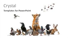  Presentation with animals - Cool new PPT theme with group-of-many-animals backdrop and a white colored foreground
