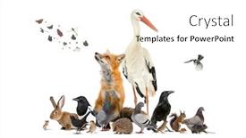  Presentation with animals - Presentation with group-of-many-animals background and a white colored foreground
