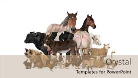  Presentation with farm - Audience pleasing presentation consisting of group-of-many-farm-animals backdrop and a coral colored foreground
