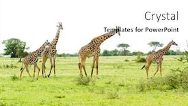  Presentation with group - Amazing presentation design having group-of-masai-giraffe-giraffa backdrop and a white colored foreground