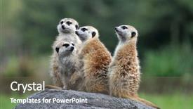  Presentation with rock - PPT theme featuring group of meerkats standing on rock background and a gray colored foreground