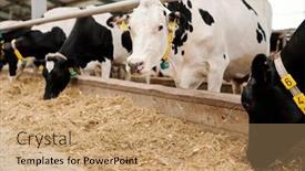  Presentation with dairy farm - Cool new slide deck with group-of-milk-cows backdrop and a coral colored foreground