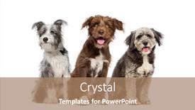  Presentation with dog - PPT theme consisting of group-of-mixed-breed-dog background and a coral colored foreground