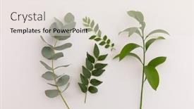  Presentation with plant growth - Cool new theme with group-of-multiple-green-leaves backdrop and a sky blue colored foreground