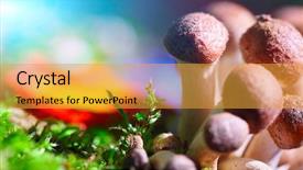  Presentation with lichen mosses moss - Audience pleasing theme consisting of group of mushrooms in moss backdrop and a gold colored foreground