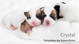  Presentation with newborn - PPT theme consisting of group-of-newborn-puppies-lying background and a white colored foreground