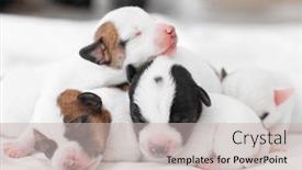  Presentation with newborn - Presentation having group-of-newborn-puppies-lying and a soft green colored foreground