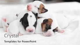  Presentation with newborn - Slide set having group-of-newborn-puppies-lying and a white colored foreground