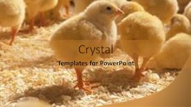  Presentation with newborn - Presentation theme consisting of group-of-of-little-newborn background and a gold colored foreground