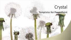  Presentation with group - PPT theme featuring group-of-old-dandelions-isolated background and a white colored foreground