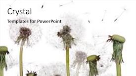  Presentation with group - Slide deck consisting of group-of-old-dandelions-isolated background and a white colored foreground