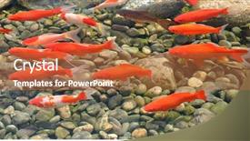  Presentation with orange colored - Cool new theme with group of orange-colored koi backdrop and a red colored foreground