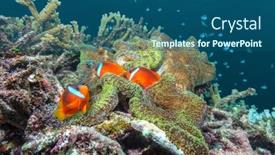 Presentation with blue orange - Slide deck enhanced with group-of-orange-tropical-clownfish background and a ocean colored foreground