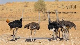  Presentation with drinking water - PPT layouts having group-of-ostriches-struthio-camelus background and a coral colored foreground
