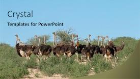  Presentation with kalahari - Audience pleasing presentation theme consisting of group-of-ostriches-struthio-camelus backdrop and a light blue colored foreground