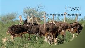  Presentation with kalahari - Amazing presentation design having group-of-ostriches-struthio-camelus backdrop and a light blue colored foreground
