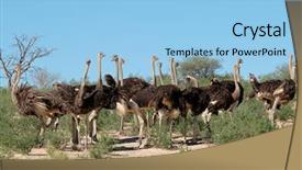  Presentation with kalahari - Cool new slide deck with group of ostriches struthio camelus backdrop and a light blue colored foreground