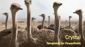  Presentation with misty - Presentation theme having group of ostriches background and a tawny brown colored foreground