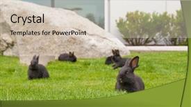  Presentation with focus group - Amazing presentation design having group of panicking bunny rabbits on grass shallow depth of field focus on the closest rabbit backdrop and a soft green colored foreground