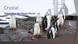  Presentation with rocks - Slides having group-of-penguins background and a sky blue colored foreground