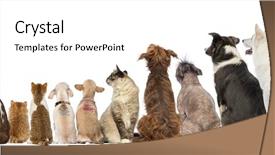  Presentation with cats - Beautiful theme featuring group of pets dog backdrop and a white colored foreground