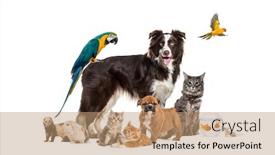  Presentation with rodent - Cool new presentation design with group-of-pets-posing-around backdrop and a coral colored foreground