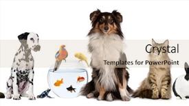 Presentation with pets - PPT layouts having group of pets sitting background and a lemonade colored foreground