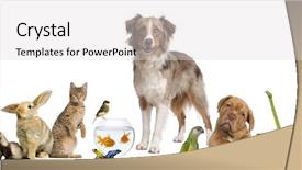  Presentation with pets - PPT theme featuring group of pets together background and a light gray colored foreground