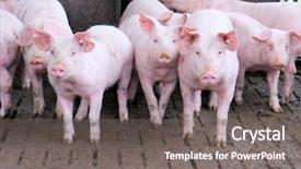  Presentation with pig farm - Slide set consisting of group of pigs background and a gray colored foreground