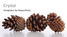  Presentation with pine - PPT theme with group-of-pine-comes background and a white colored foreground