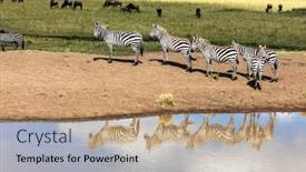  Presentation with group - PPT layouts consisting of group-of-plains-zebra-equus background and a coral colored foreground