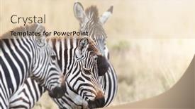  Presentation with group - Slide set enhanced with group-of-plains-zebra-equus background and a lemonade colored foreground