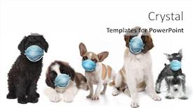  Presentation with face masks - Amazing PPT theme having group-of-puppies-wearing-protective backdrop and a white colored foreground