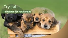  Presentation with grass - Presentation theme having group-of-puppies and a  colored foreground