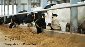  Presentation with farm food - Slides with group-of-purebred-milk-cows background and a gold colored foreground