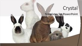  Presentation with rabbit - Presentation design featuring group of rabbits isolated background and a light gray colored foreground