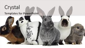  Presentation with rabbit - Presentation enhanced with group of rabbits isolated background and a light gray colored foreground