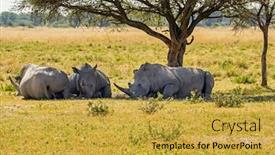  Presentation with group - Slide deck featuring group-of-rhinos-resting background and a gold colored foreground