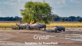  Presentation with group - Amazing PPT layouts having group-of-rhinos-resting backdrop and a coral colored foreground