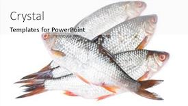  Presentation with fishes - Beautiful theme featuring group-of-roaches-river-fishes backdrop and a white colored foreground